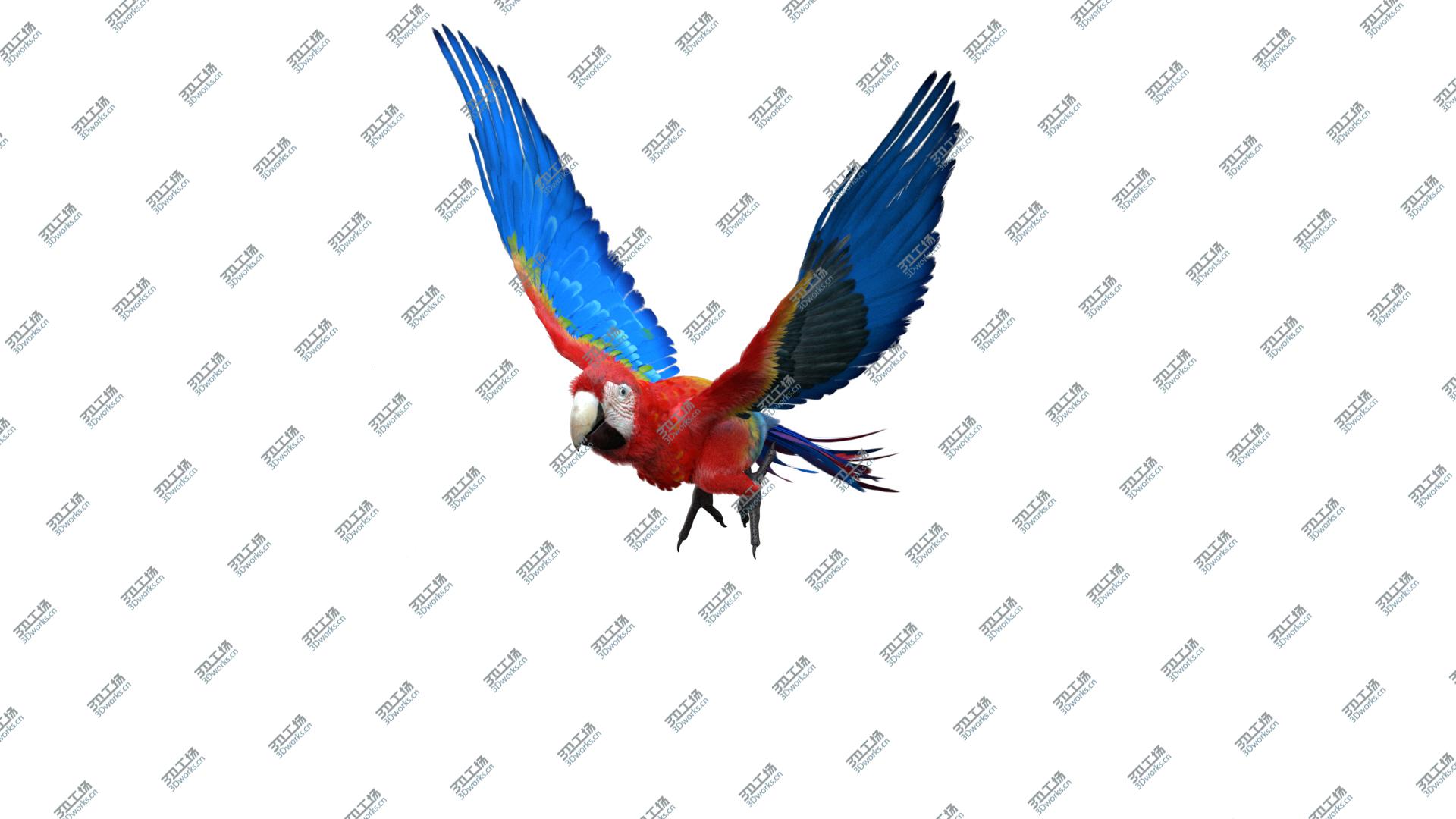 images/goods_img/20210113/3D Scarlet Macaw Parrot Fur Animated Rigged model/5.jpg